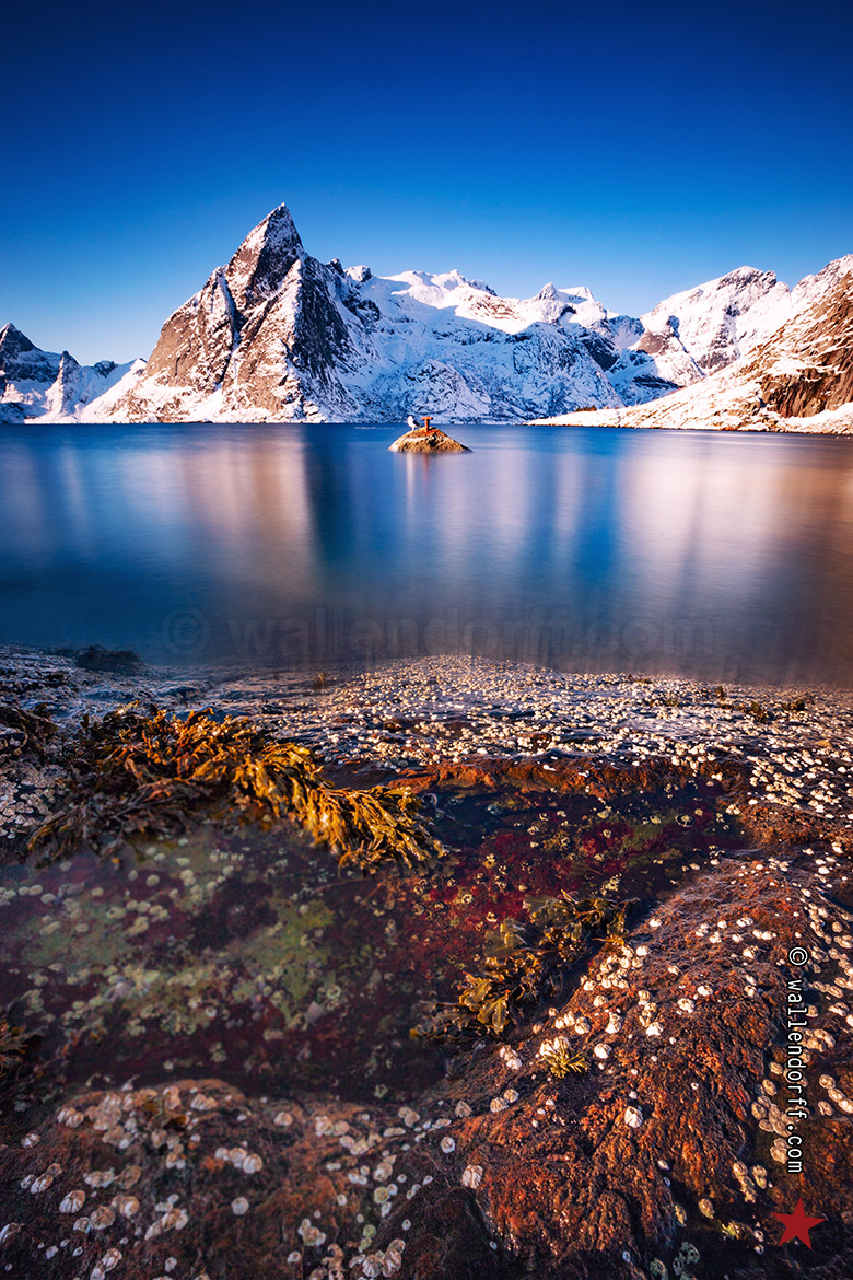 Hamnøy, 3 mars 2019.